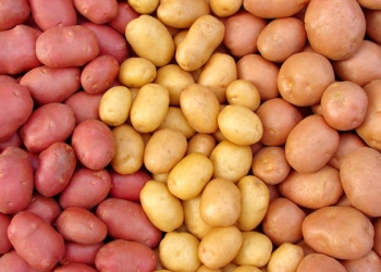 NASA vai testar a plantação de batatas em solo de Marte