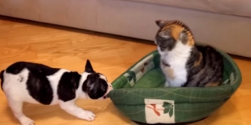 Gatos roubando a cama dos cachorros