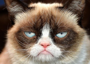 10 Provas de que animais podem ser idiotas