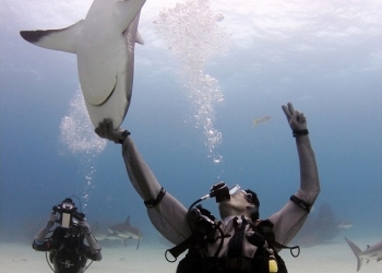 Homem diz ser capaz de hipnotizar tubarões