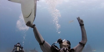 Homem diz ser capaz de hipnotizar tubarões