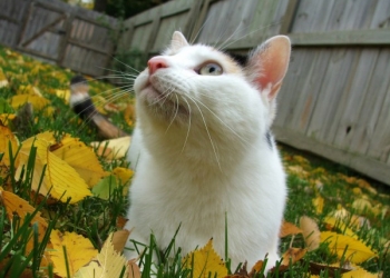 Você sabia que seu gato pode ter acne?