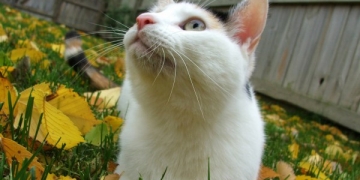 Você sabia que seu gato pode ter acne?