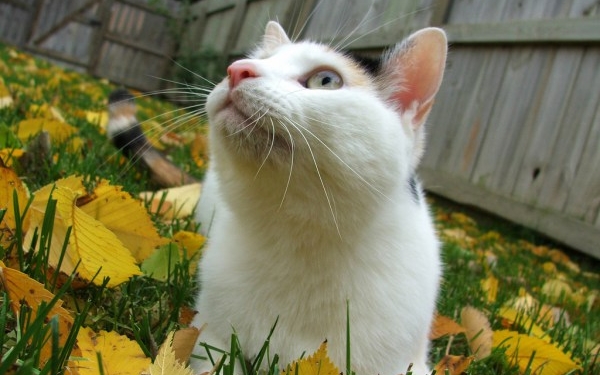 Você sabia que seu gato pode ter acne?