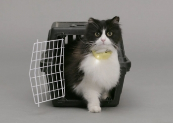 Empresa cria coleira que traduz miados felinos