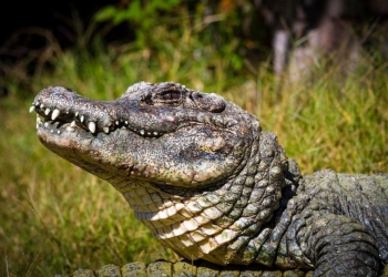 Vídeo mostra jacaré gigante devorando outro jacaré