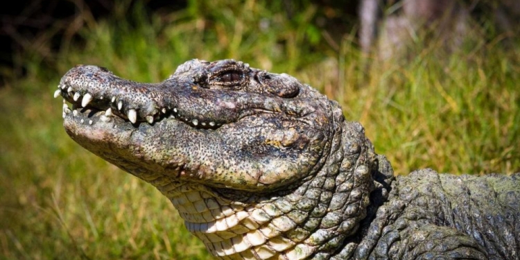 Vídeo mostra jacaré gigante devorando outro jacaré
