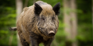 Fukushima lida com superpopulação de javalis