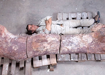 Argentina descobre nova ossada de Dinossauro