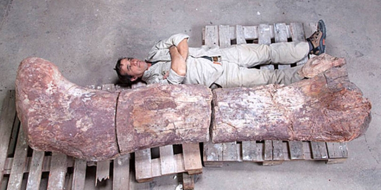 Argentina descobre nova ossada de Dinossauro