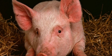 Babuíno sobrevive 3 anos com coração de porco