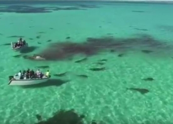 Drone filma 70 tubarões devorando uma Baleia