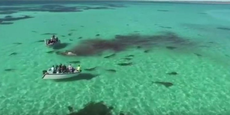 Drone filma 70 tubarões devorando uma Baleia