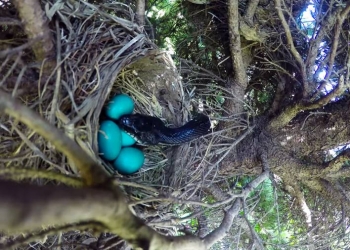 Vídeo registra cobra devorando ninho de pássaro