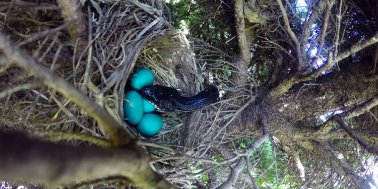 Vídeo registra cobra devorando ninho de pássaro
