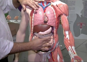 Reino Unido realiza transplantes de órgãos infectados por HIV