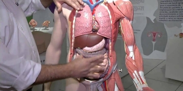 Reino Unido realiza transplantes de órgãos infectados por HIV