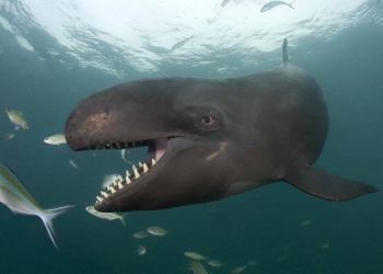 Vídeo registra grupo de baleias caçando tubarão