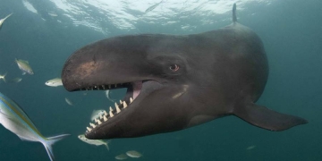 Vídeo registra grupo de baleias caçando tubarão