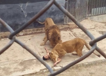 No Chile, leões são sacrificados após tentativa de suicídio