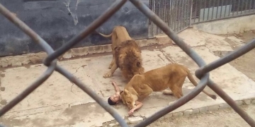 No Chile, leões são sacrificados após tentativa de suicídio