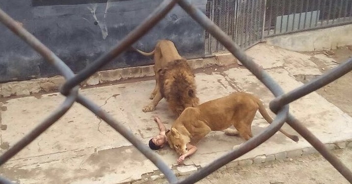 No Chile, leões são sacrificados após tentativa de suicídio