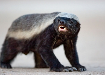 Você sabe o que é um Ratel?