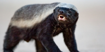 Você sabe o que é um Ratel?