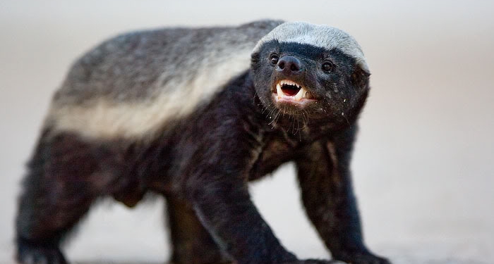 Você sabe o que é um Ratel?