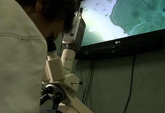 Brasileiro desenvolve vacina contra rinite alérgica