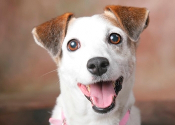 Já se perguntou qual é a origem dos cães?