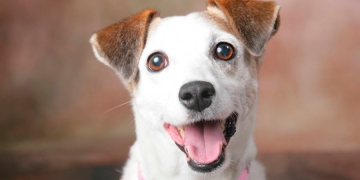 Já se perguntou qual é a origem dos cães?