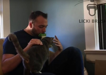 Ta liberado, você pode lamber seu gato