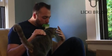 Ta liberado, você pode lamber seu gato