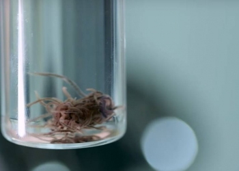 Essas minhocas vivem dentro de uma caverna de enxofre