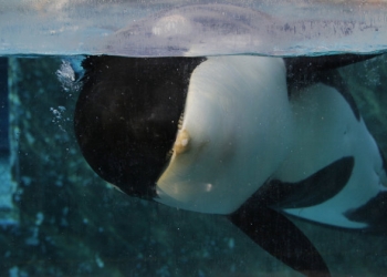 Vídeo flagra Orca tentando suicídio em parque temático