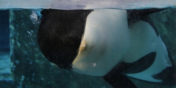 Vídeo flagra Orca tentando suicídio em parque temático