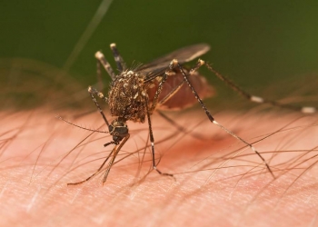 Mosquitos usam 6 agulhas em cada picada