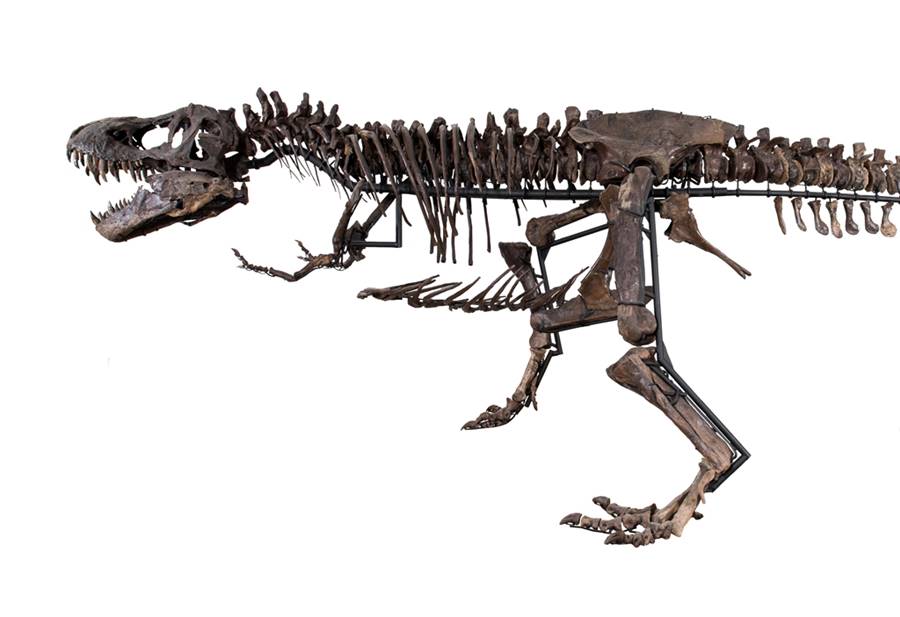 tiranossauro-esqueleto