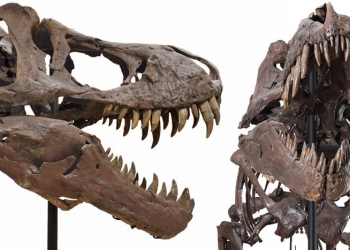 Você pode ter um tiranossauro em casa por US$ 2,39 milhões