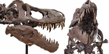 Você pode ter um tiranossauro em casa por US$ 2,39 milhões