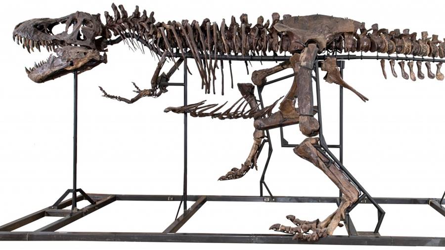 tiranossauro-esqueleto3