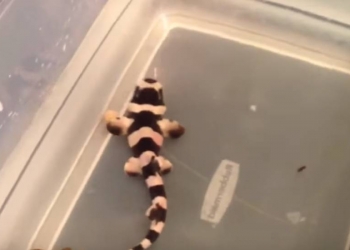 Vídeo mostra um homem ajudando tubarão a nascer