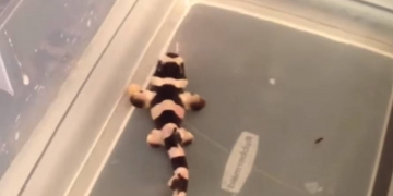 Vídeo mostra um homem ajudando tubarão a nascer