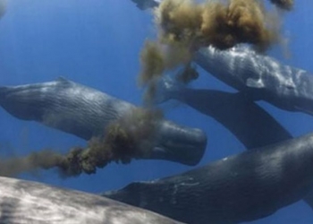 Quantos litros de xixi de baleia tem no oceano?