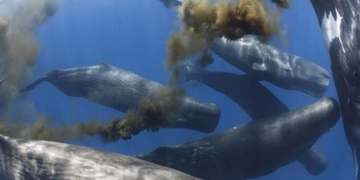 Quantos litros de xixi de baleia tem no oceano?