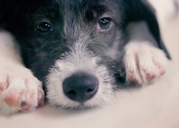 Esse petshop surpreendeu a todos com seus cães