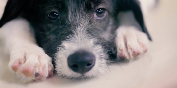 Esse petshop surpreendeu a todos com seus cães