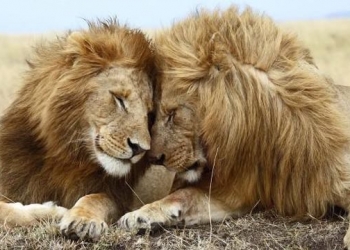 Esses 10 animais apresentam comportamento homossexual