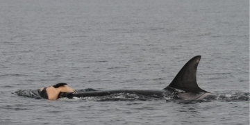 Baleias e golfinhos sofrem o luto como humanos